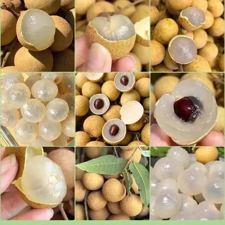 广东茂名新鲜（储良）龙眼现摘现发清甜多汁肉厚饱满当季水果