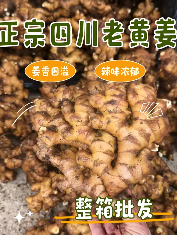 正宗四川老品种老黄姜老姜小黄姜农家窖姜月子姜3/5斤整箱批发