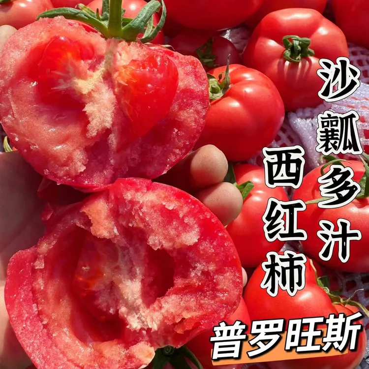 陕西普罗旺斯西红柿口感酸甜爽口好吃美味多汁自然种植产地采摘