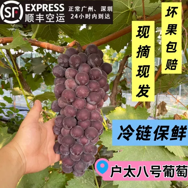 陕西水果户太八号8号新鲜现摘葡萄时令水果巨峰礼盒顺丰空运包邮