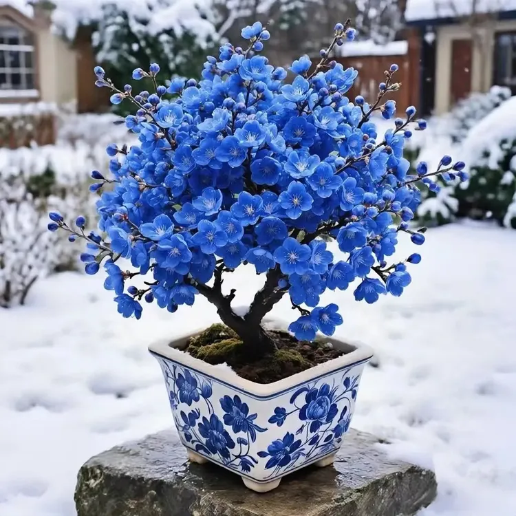 【带花苞】30天开花浓香型耐寒腊梅花树苗阳台庭院盆栽花卉绿植好养