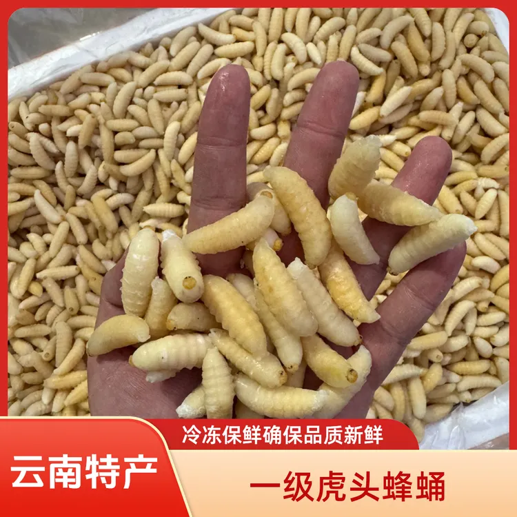 新货】金环虎头蜂一级二级四级蛹蜂巢土蜂蛹新鲜马蜂生鲜昆虫