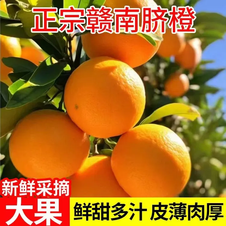 【明哥精选】江西赣南脐橙皮薄肉厚橙子孕妇宝宝老人新鲜现摘
