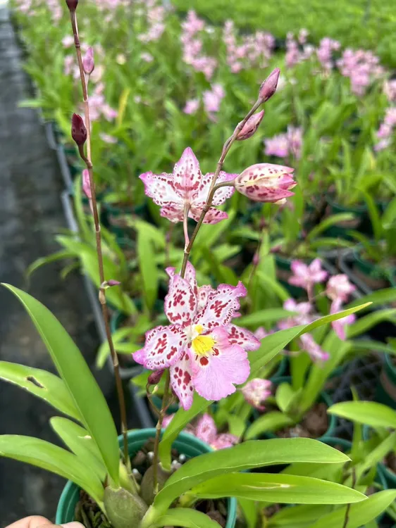 兰花 文心兰《豹斑宝石》 粉紫色花 原盆原土发货