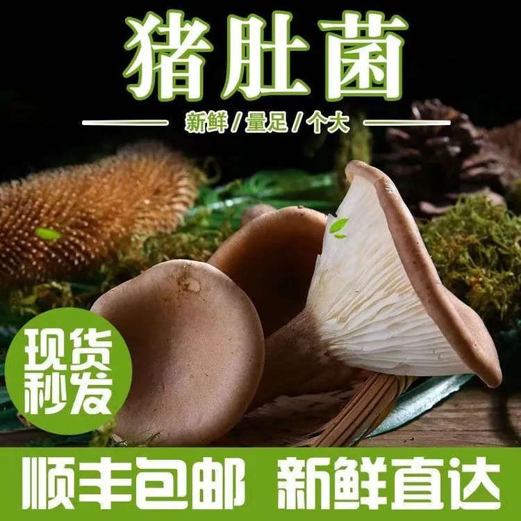 顺丰包邮云南猪肚菇高山清水滑子菇新鲜蔬菜非野生火锅底料炖汤