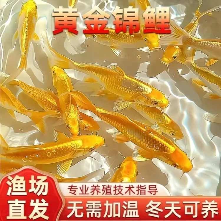 黄金锦鲤活体鱼好养耐活冷水招财观赏鱼龙凤锦鲤新手可养好养耐活