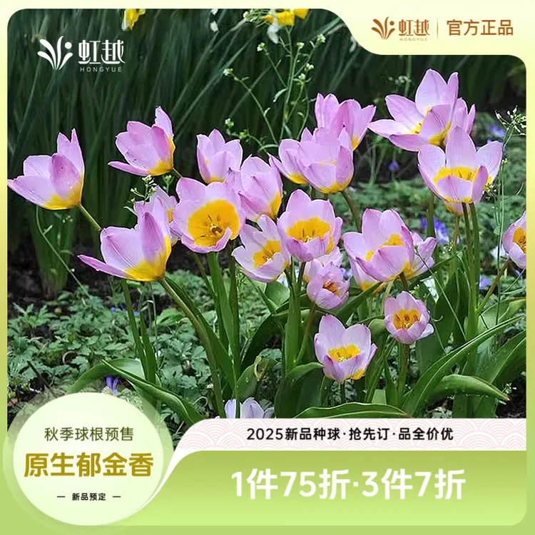 HONGYUE/虹越进口原生郁金香种球根花卉可盆栽地栽耐寒易养预售