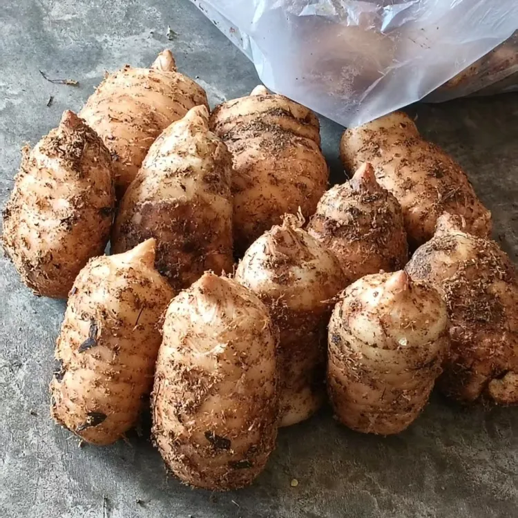 云南小草坝新鲜天麻野生种植可煲汤泡酒滋补