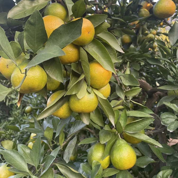 现摘新鲜无籽青皮蜜桔酸甜多汁应季水果原产地直发
