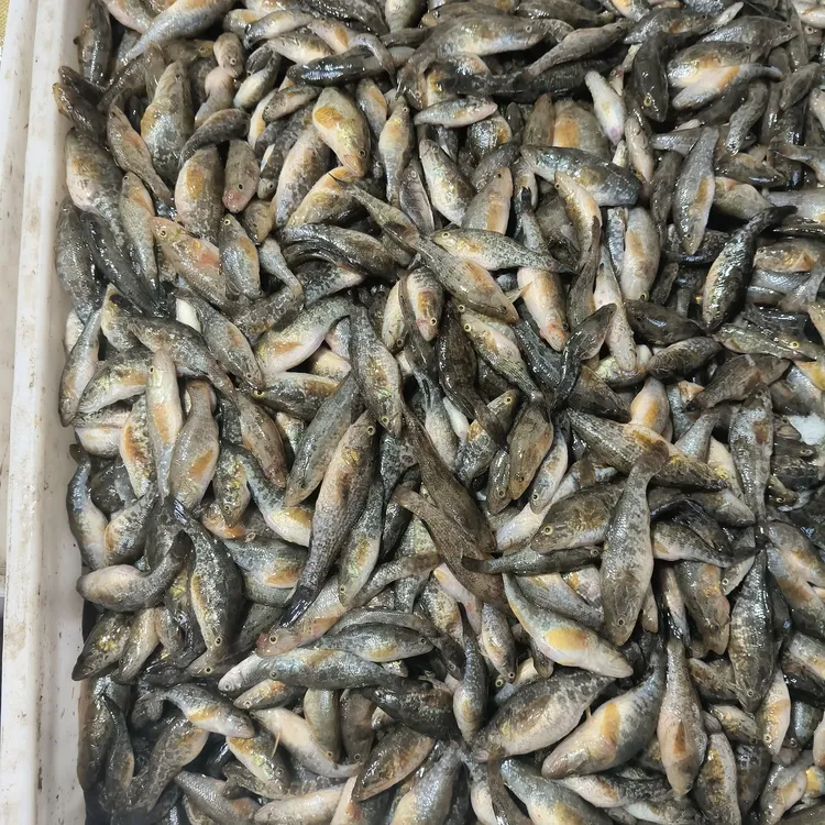 松花江野生小老头鱼酱顿红烧嘎嘎好吃嫌小勿拍6斤顺丰包邮