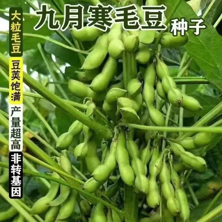 九月鲜毛豆种子大粒晚熟重阳豆种子青皮豆菜毛豆种子蔬菜种籽高产