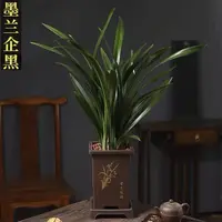 墨兰企黑   浓香好养古风花盆栽好6-8株苗室内阳台兰花盆栽