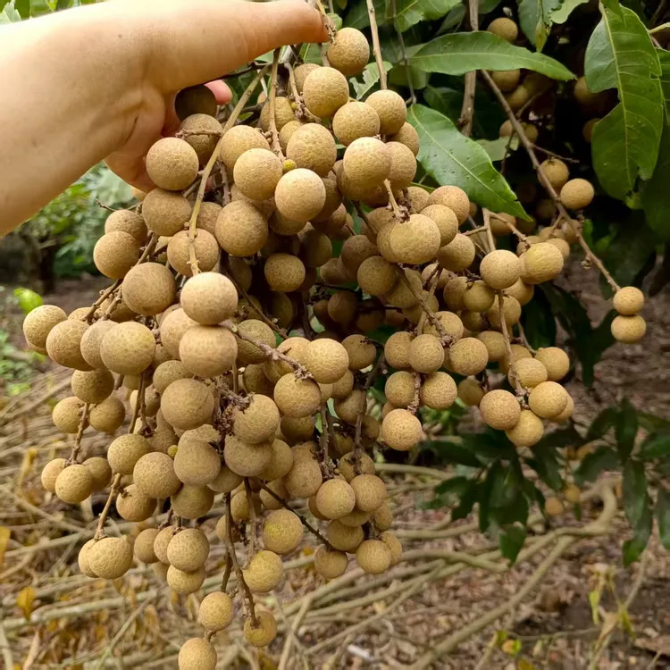 广西石硖龙眼农家新鲜现摘应季水果带少量枝叶发货