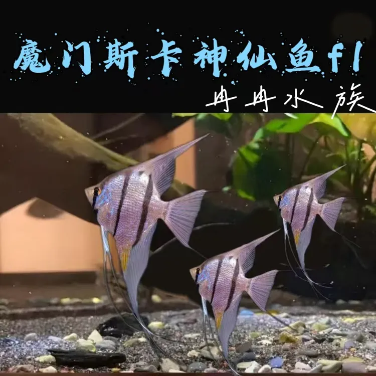神仙鱼 魔门斯卡神仙燕鱼 
