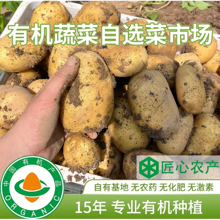 陕北沙地有机农场自产 有机方式种植品黄皮黄心土豆 新鲜沙糯粉面