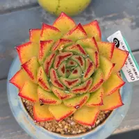 多肉一物一拍0219-300