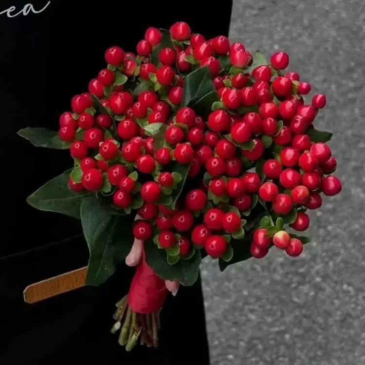 红豆相思豆鲜切花长花期鲜花家庭插花新鲜水养,红红火火，代表爱情