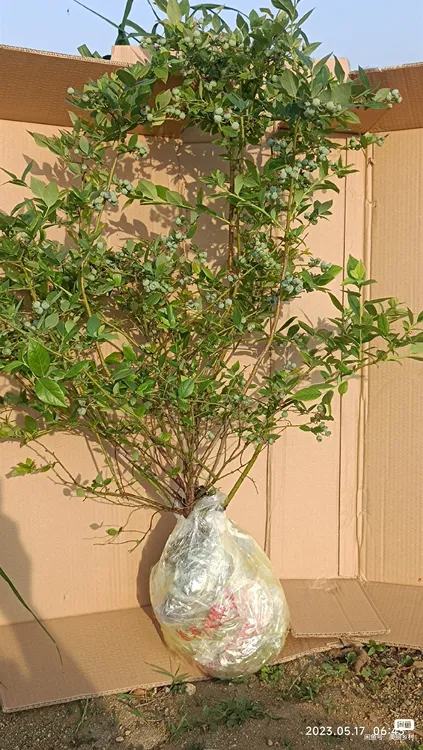 【直播专用】地栽盆栽大树苗1-3年