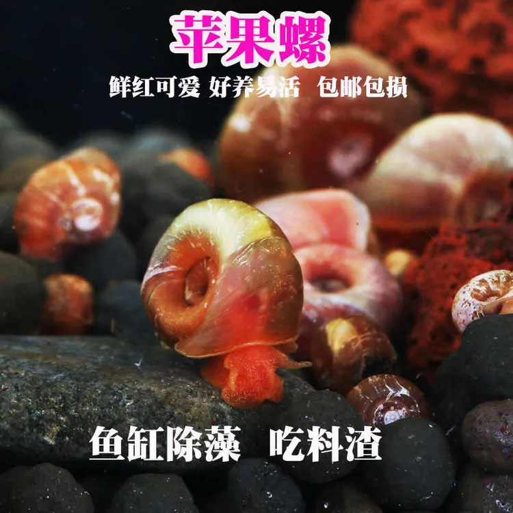清洁螺【苹果螺】观赏鱼除藻螺苹果螺观赏螺蜗牛除苔清理残食