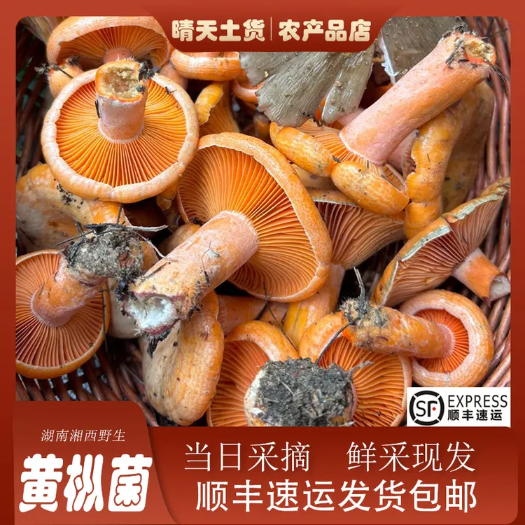 新鲜野生枞菌谷熟菌燕来覃三九菇黄枞树菌顺丰包邮寒菌谷熟菌