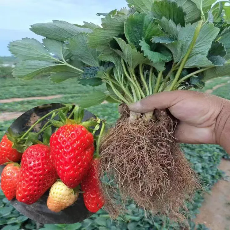 草莓苗奶油红颜草莓秧四季大棚种植甜宝草莓苗裸根当年结果新苗发