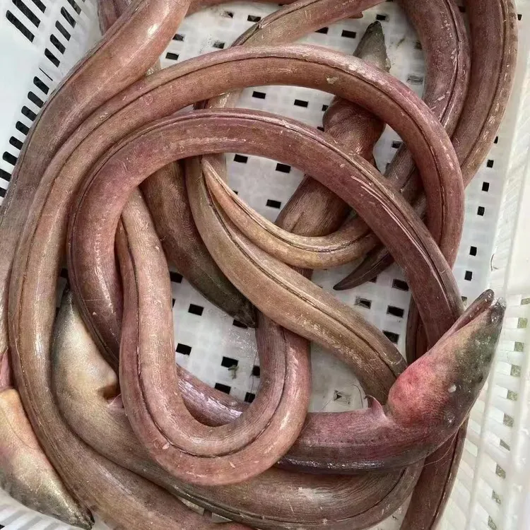 海捕土龙，食蟹豆齿鳗，蛇鳗