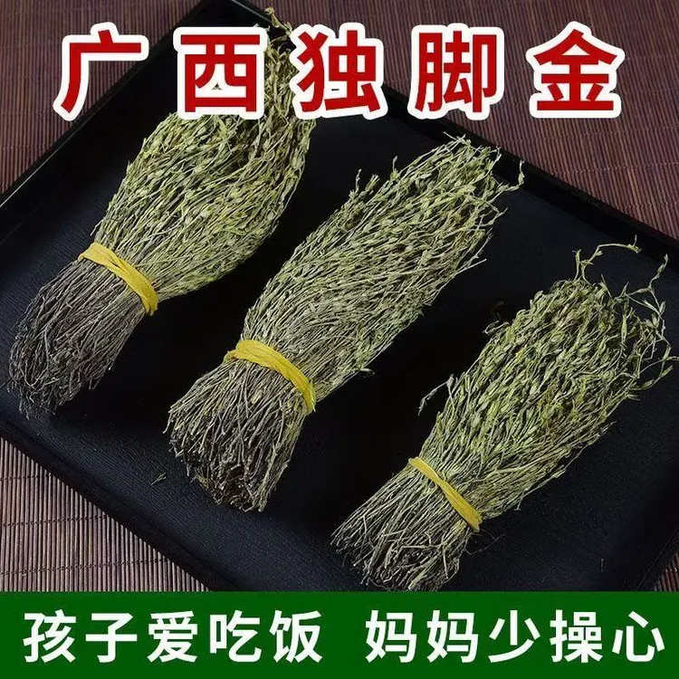 广西独角金 野生