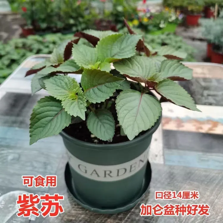 可食用紫苏盆栽紫苏叶烤肉去腥香草薄荷阳台窗台好养四季清香绿植