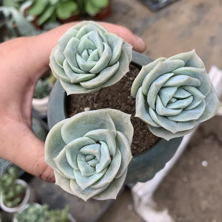 可爱玫瑰多肉植物耐旱好养适合庭院阳台种植