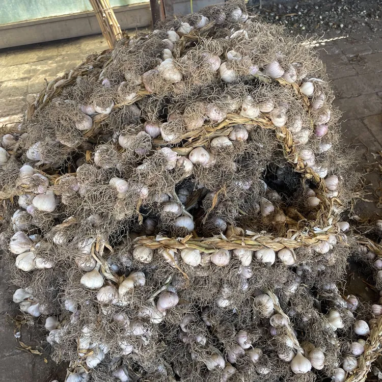 东北小园紫皮蒜【蒜头不大，介意的慎拍】【1辫100头】【1.5KG+-2两】