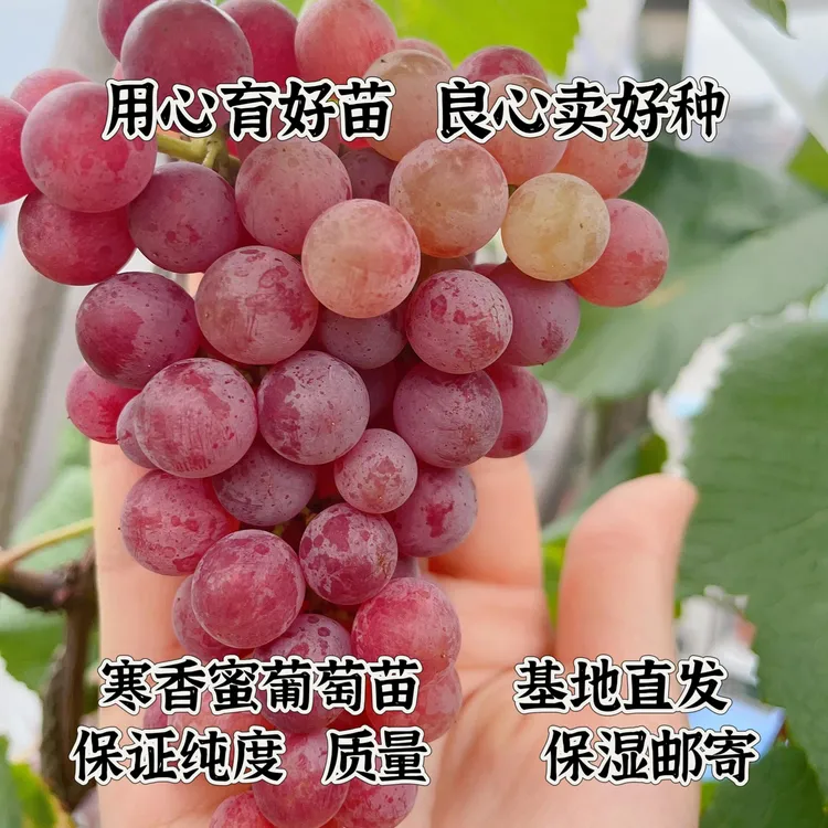 寒香蜜嫁接葡萄苗（夏黑嫁接) 早熟品种  《满28元包邮》   玉海苗木