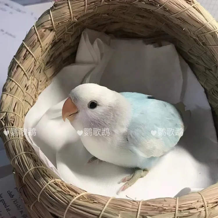 亲人手养面类牡丹鹦鹉半毛幼鸟牡丹鹦鹉观赏鸟桃脸鹦鹉（一物一拍）