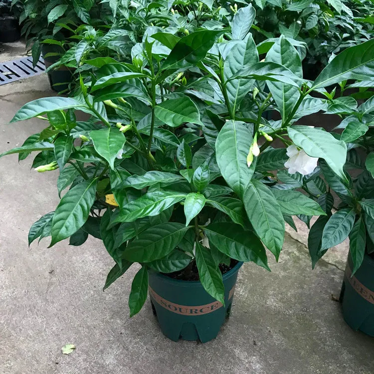 丁香花盆栽狗牙花水晶茉莉带花苞绿植花卉多年生灌木豆腐花浓香花