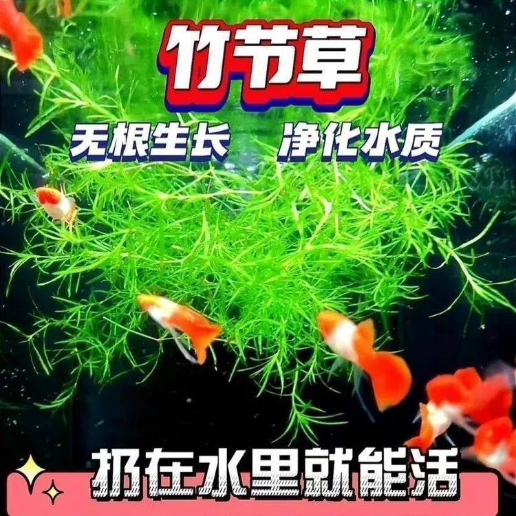 竹节草印度小竹节蜈蚣草水草植物真草鱼缸水草造景鱼草缸新手绿植