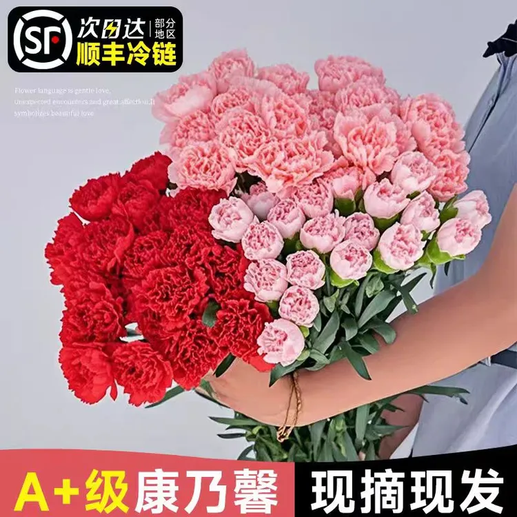 【顺丰包邮】A级粉色红色康乃馨批发教师节鲜花云南基地新鲜直发