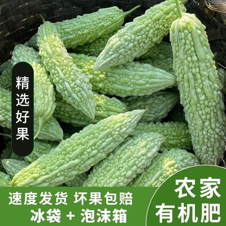 【顺丰】农家本地苦瓜自种白皮当季蔬菜白玉苦瓜现摘鲜小苦瓜农家菜