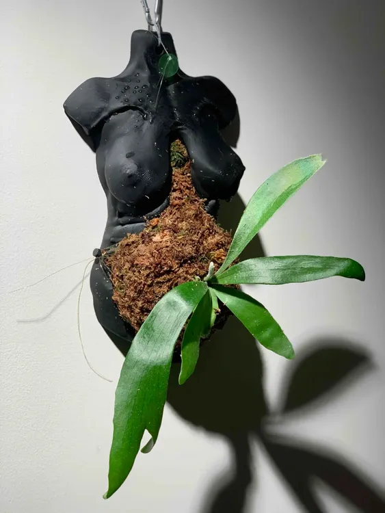 【FB08】孕育鹿角蕨3d打印热植鹿角蕨板鹿板鹿角蕨背板