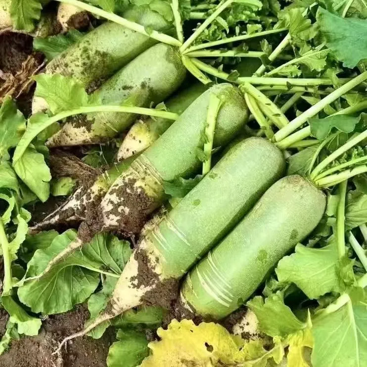正宗山西老家清脆爽口现挖青皮萝卜可生吃凉拌蔬菜净重5斤/9斤