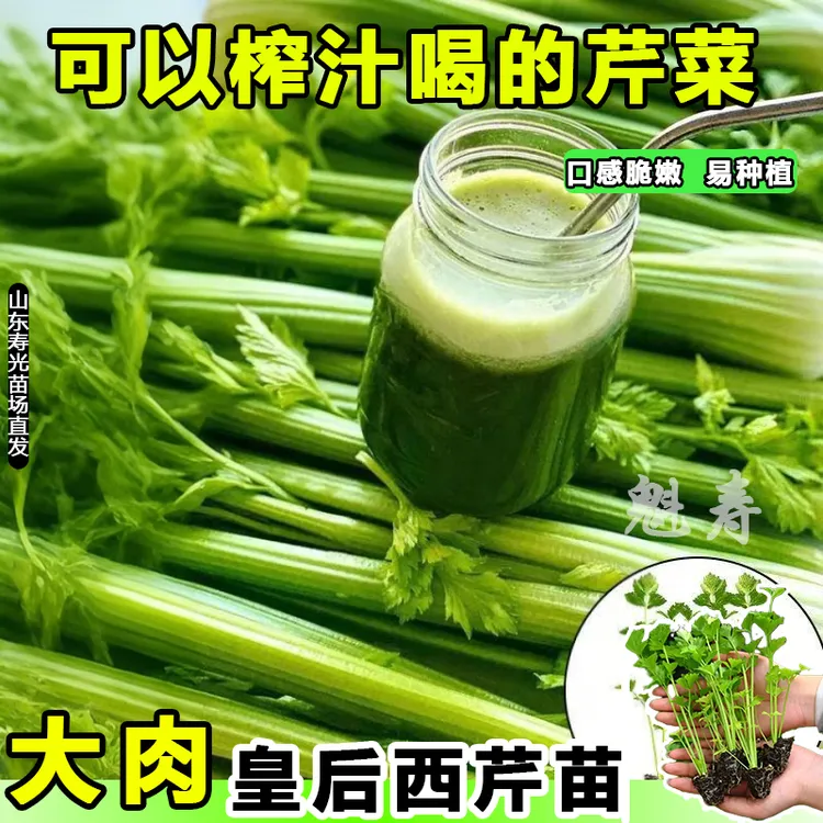 四季皇后大肉芹苗秧带土球实心西芹种子根芹红香芹蔬菜苗盆栽庭院