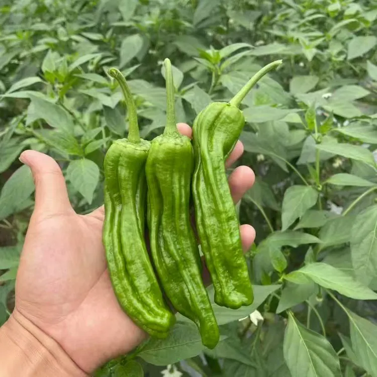 湖北天门农家本地薄皮辣椒虎皮辣椒