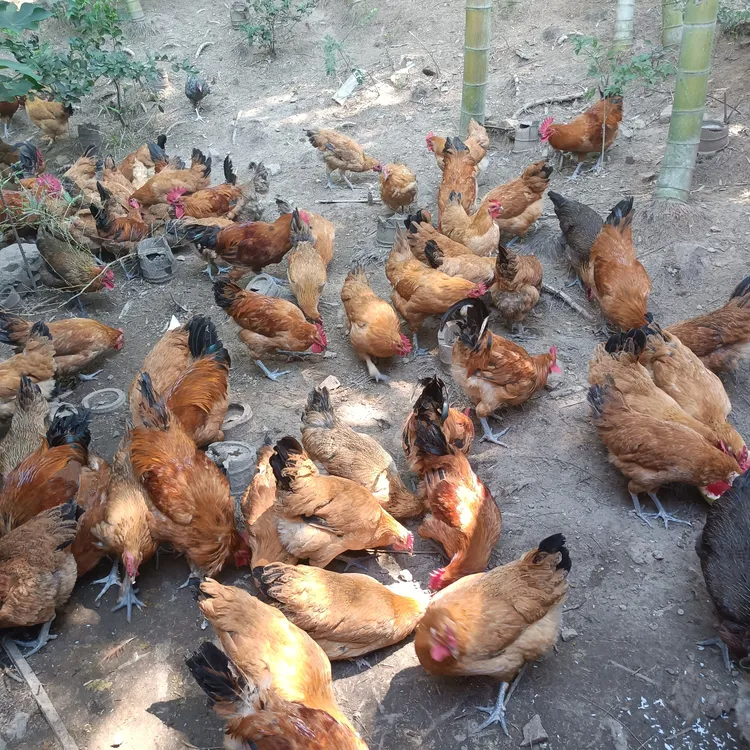 竹林散养黄油老母鸡与公鸡组合 农家散养带内脏新鲜美味