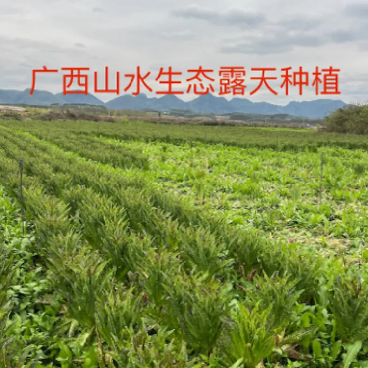 广西柳州露天农家自种莴笋产地直发新鲜采摘现摘现发包邮