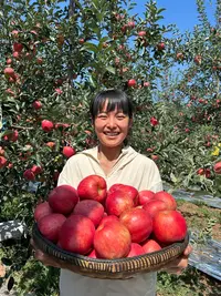 正宗云南昭通高海拔早熟脆甜红露丑苹果纯甜无酸新鲜采摘