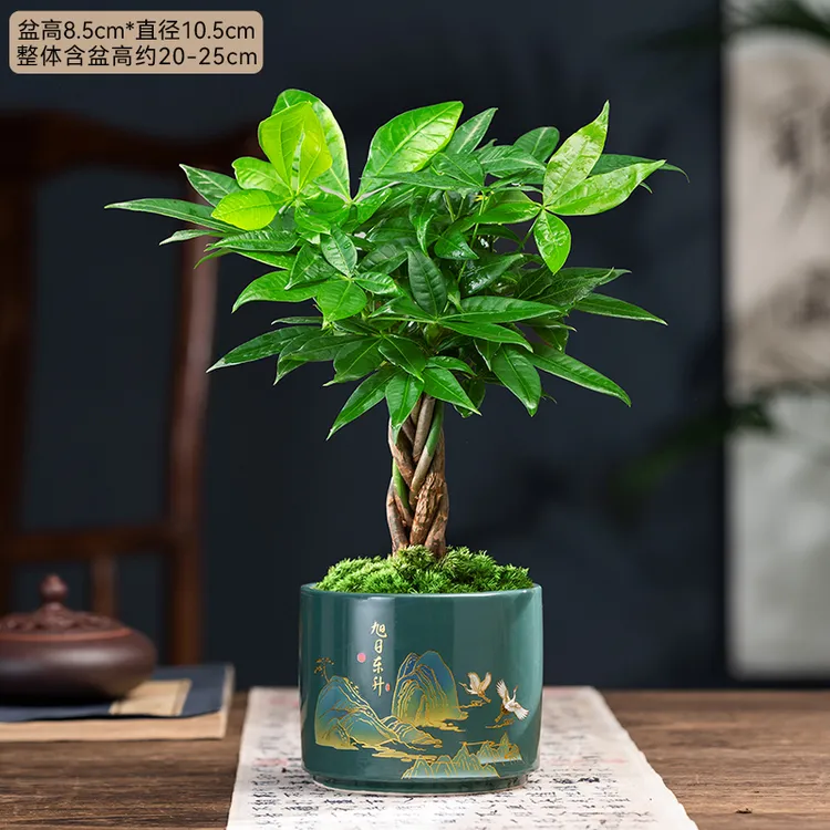 发财树盆栽绿植造型盆景茶桌摆件室内花四季常绿客厅办公室桌面树