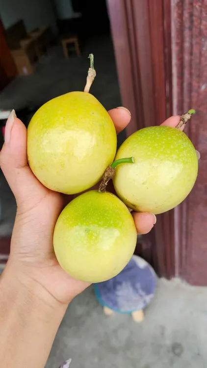 江西钦蜜九号百香果新鲜包邮鲜甜多汁水果