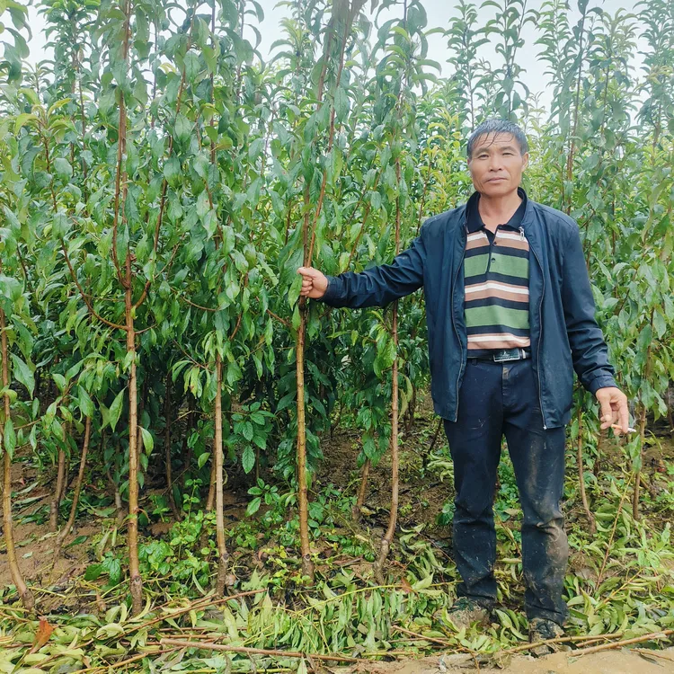 正宗蜂糖李子树苗果树六马蜂糖李免费领取试种