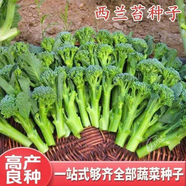 【西兰苔种子】西洋芥兰种籽芥蓝菜苔四季阳台盆栽西兰蓝花蔬菜子
