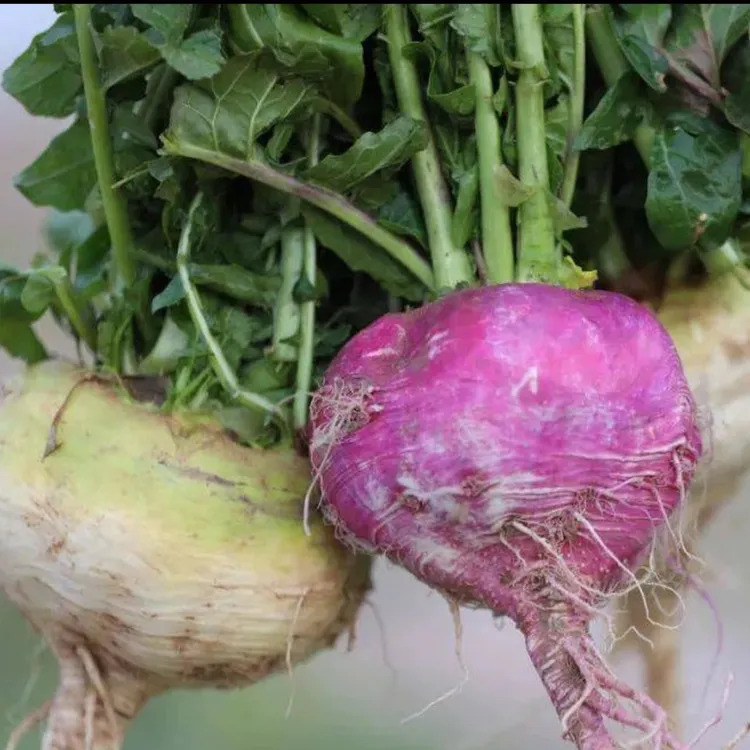2025柯坪县阿恰勒紫皮白皮混合5kg Qamgur蔬菜
