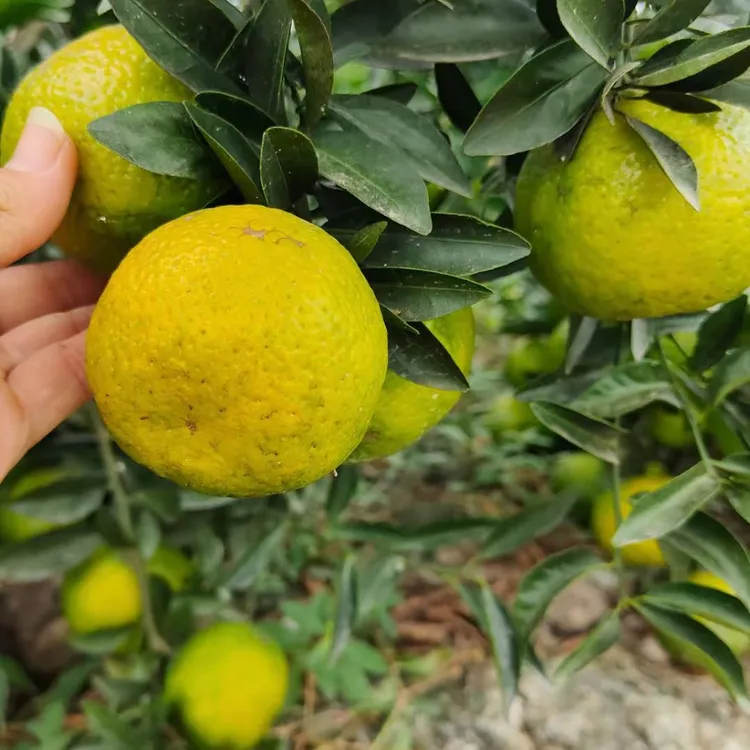 御陈号2025新会原枝13年老树二红柑鲜果(顺丰包邮现摘现发)