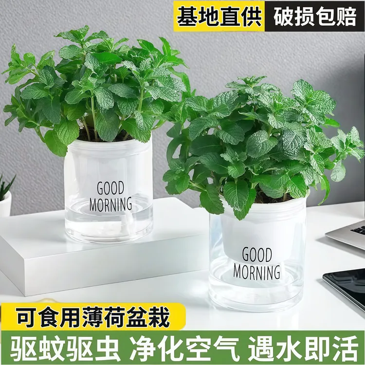 可食用薄荷盆栽驱蚊驱虫室内办公室阳台绿植植物好养易活净化空气